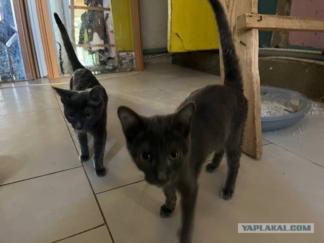 Котики в добрые руки