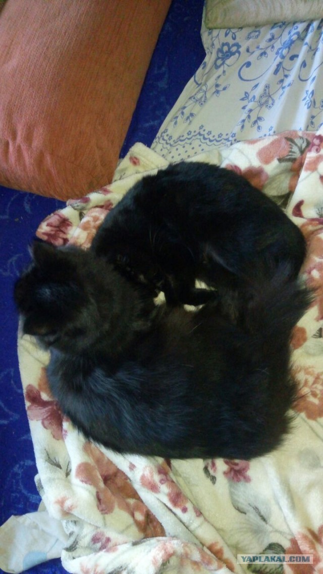 Котовторник 05/11/2024