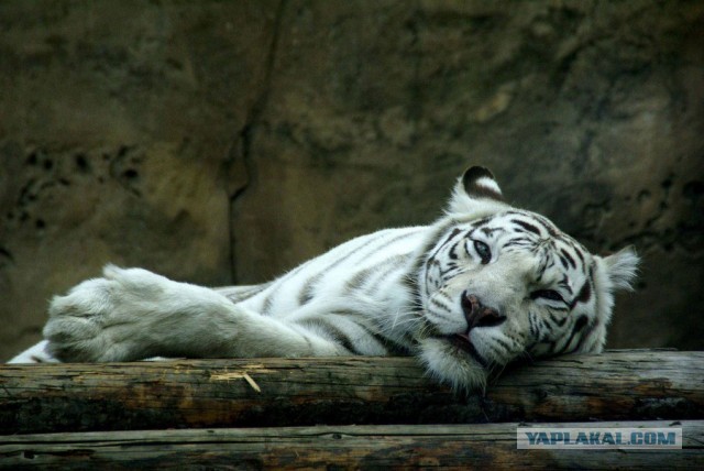 Котовторник 04.06.2013