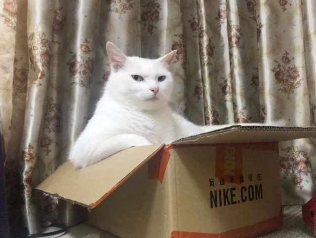 Наглый кот