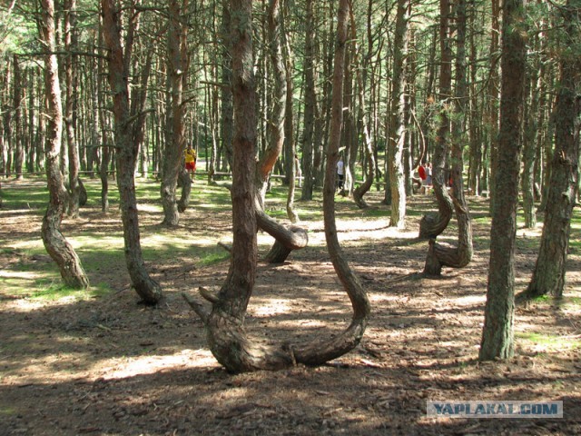 Велотур на Куршскую косу