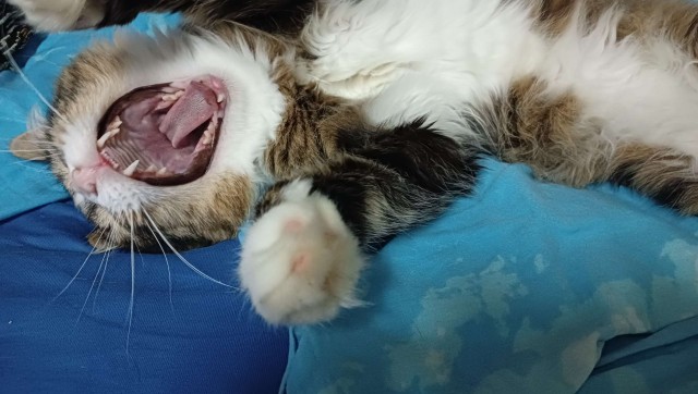 Литболталка