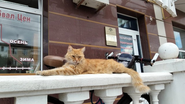 Спящих котеек тред
