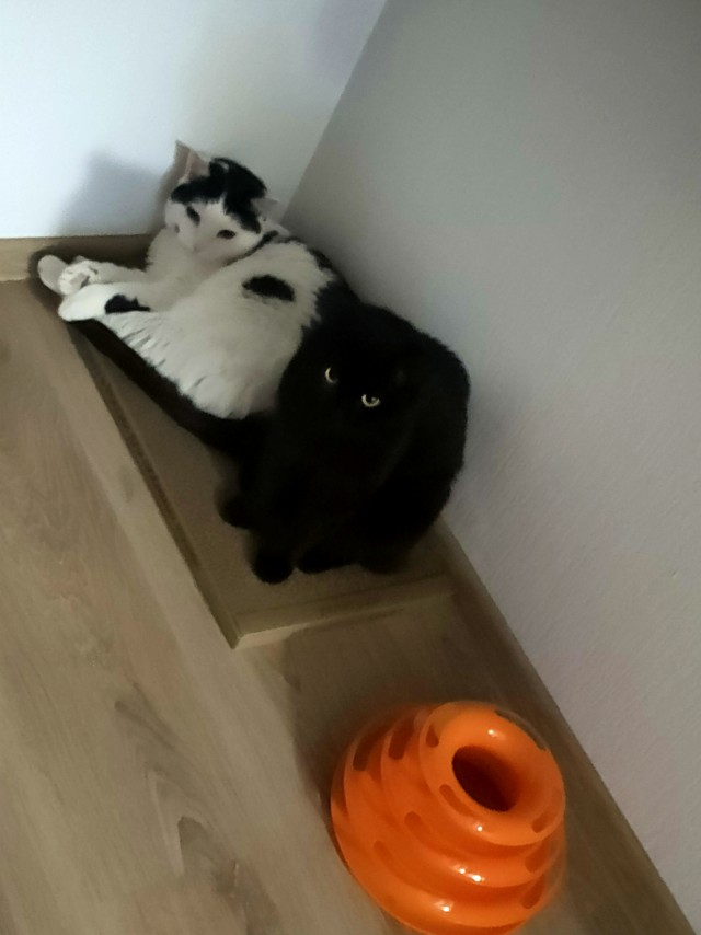 Котовторник же!