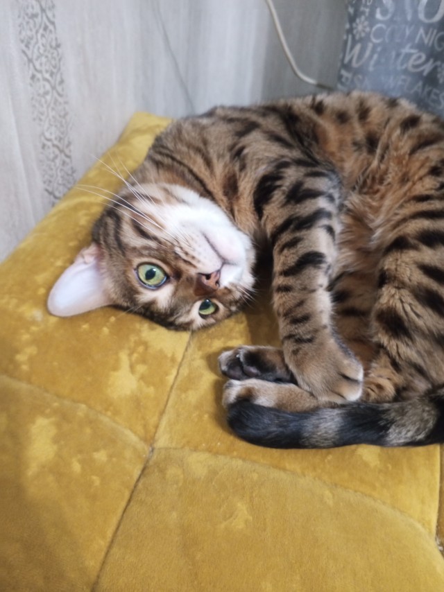 А котовторник уже пришёл?