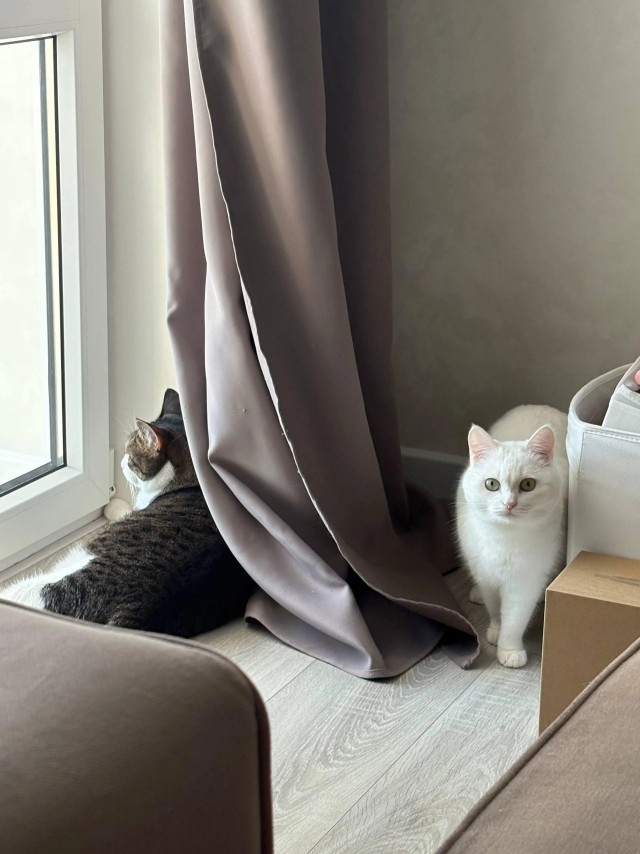 Рандомных фото котов тред