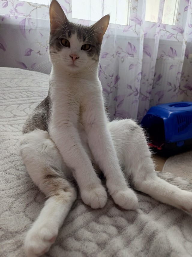 Чанг котянг