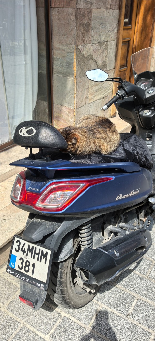 Уличные кошки Стамбула