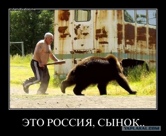 Медведи в ужасе убежали