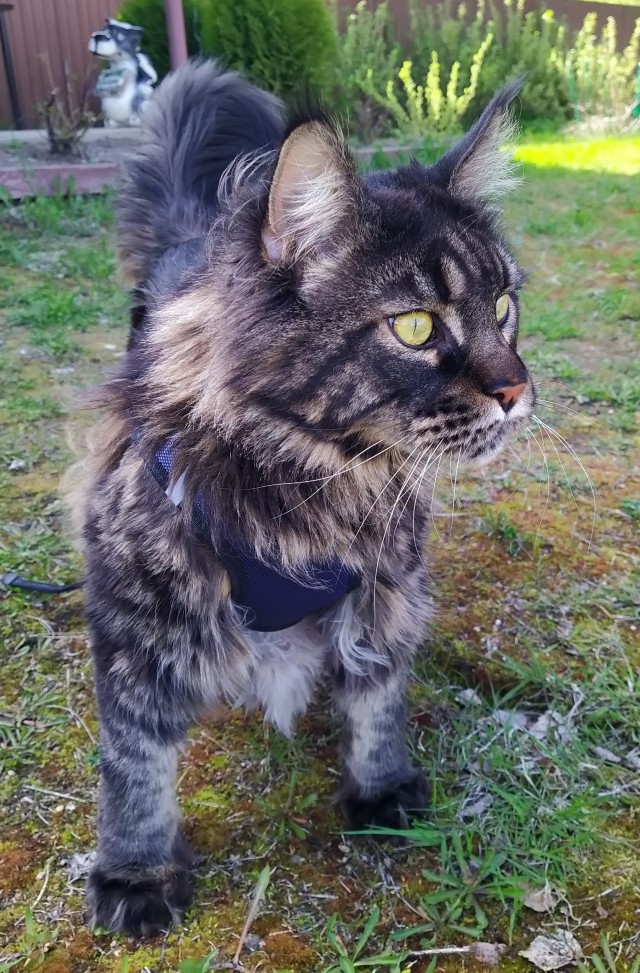 Котик, котик, кисочка