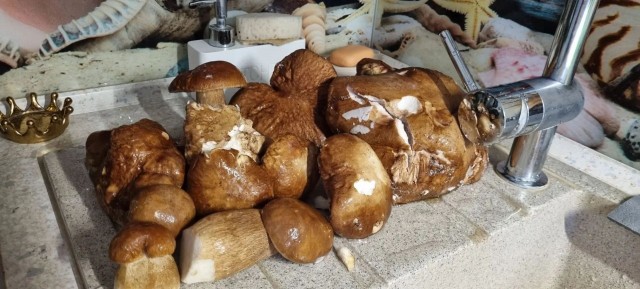 Грибы