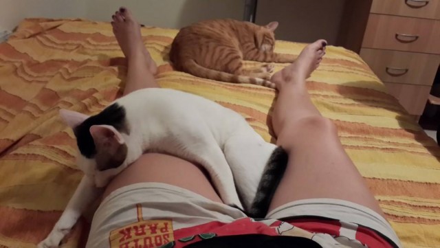Котейка, который не знает как лежат котейки