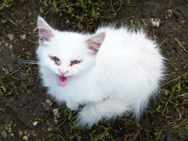 Котовторник на 24.09.2013г