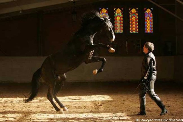 Скоро Год Лошади)))