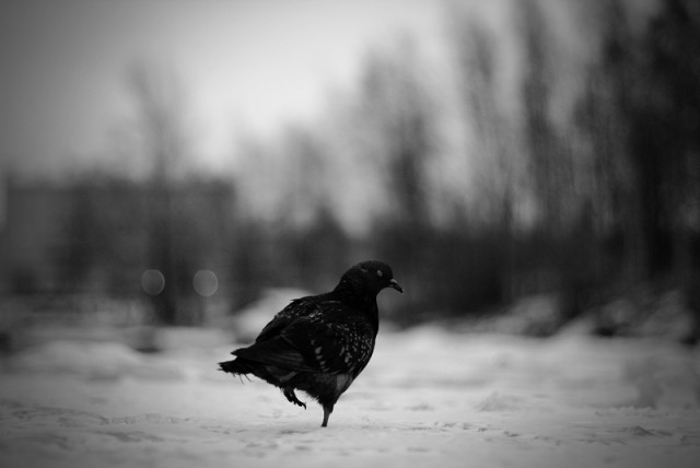 Скоро зима, товарищи !