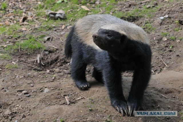 Мангуст отбился от нападения четырех львов в Кении