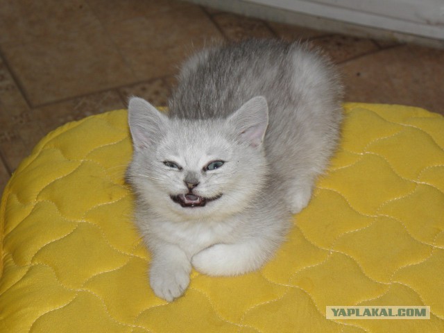 Котовторник 09.09.2014