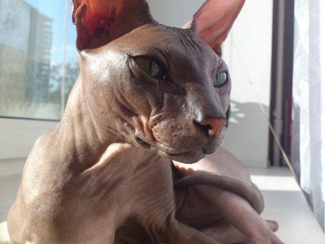 Котовторник 30.09.2014