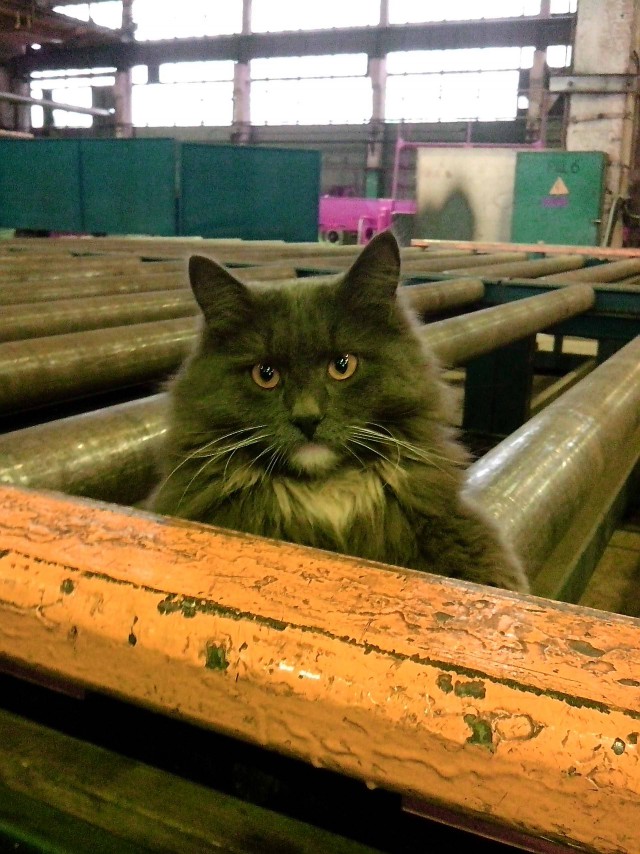 Котовторник 25.11.2014