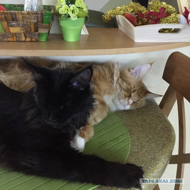 Котовторник