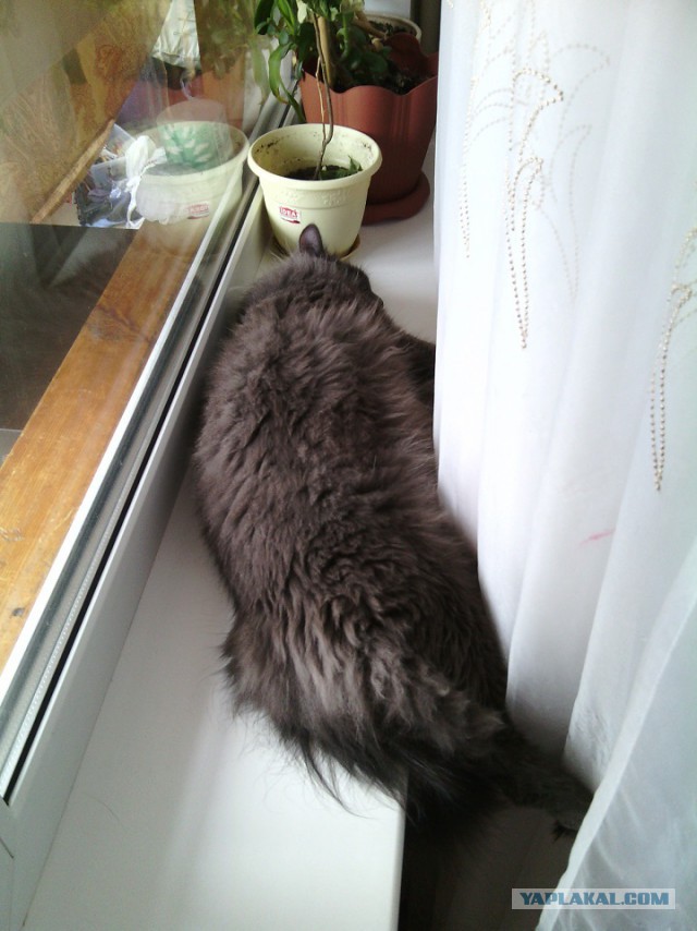 КотоДом