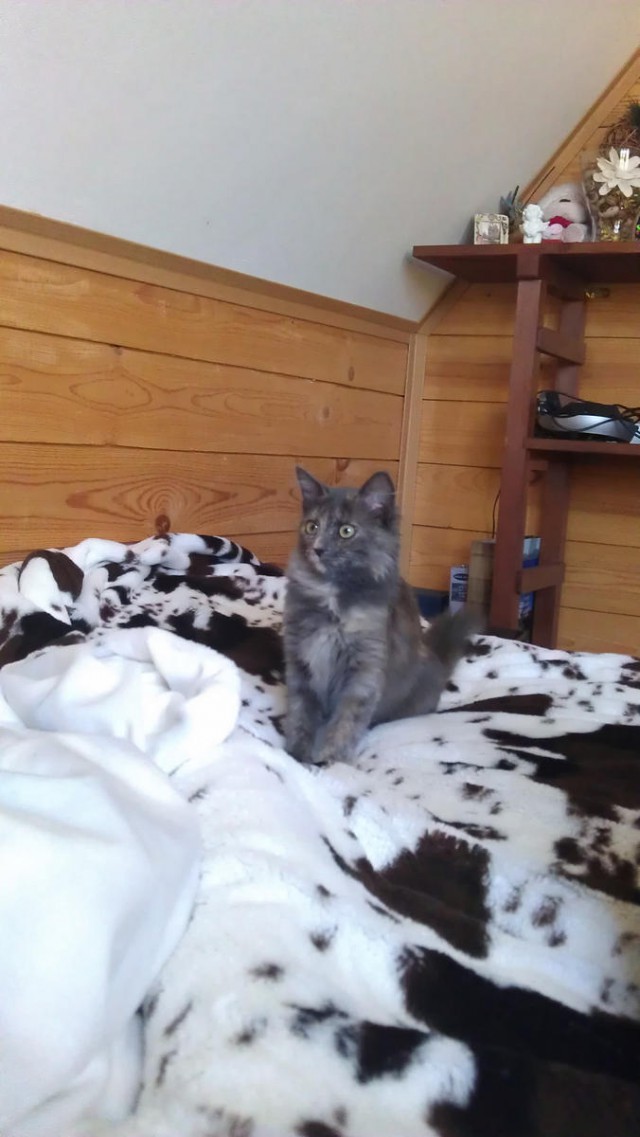Про Тучку, которая стала Дымкой