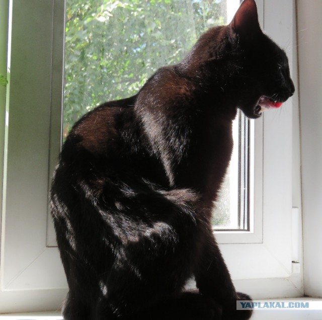 Котовторник