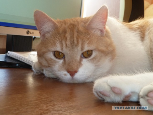 Пост невероятной кошачьей красоты. 25 фот.