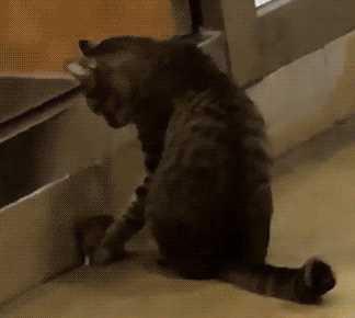 Подборка гифок про зверей