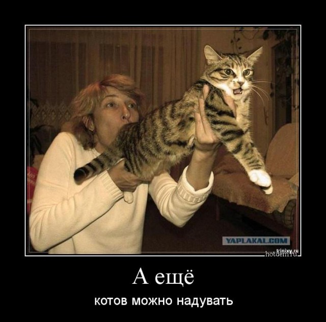 Кот, который плавал сам по себе