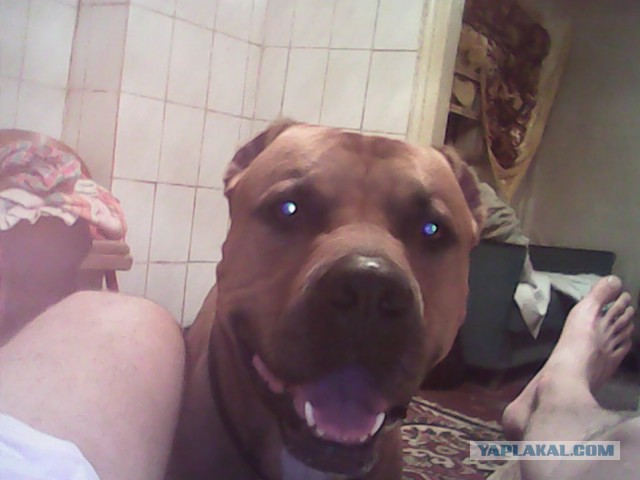 «Если бы не демократия»: моськи и овчарки Кадырова