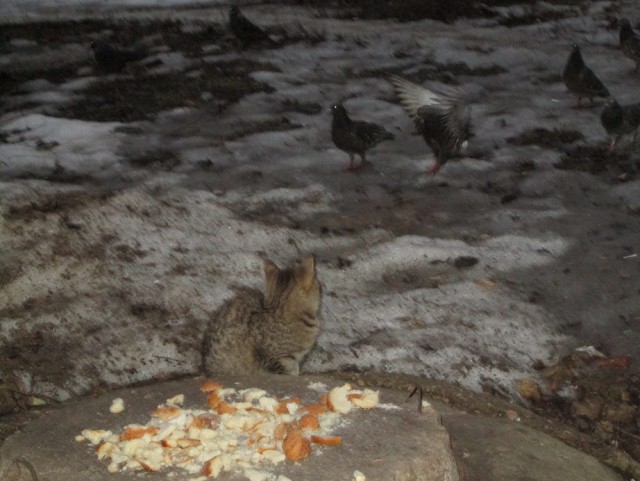 Котовторник  01.03.2016