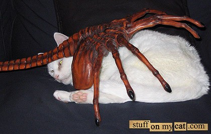 Вещи на моем кошаке!