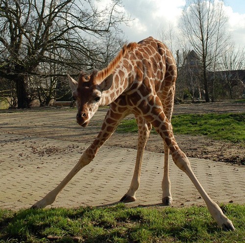 Зверьё на четверг