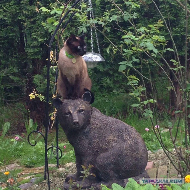 Котовторник 26.07 2016
