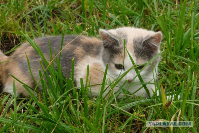 А у нас сегодня кошка родила вчера котят