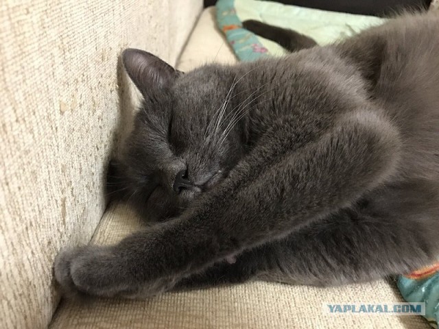 Котовторник 13.12.2016