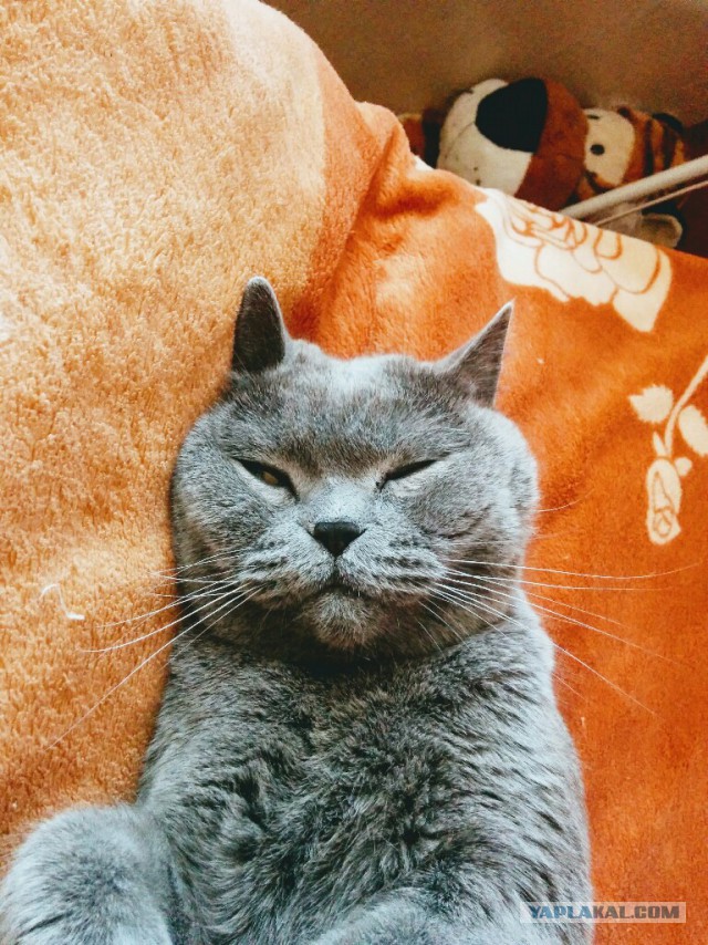 Трудовые будни кота Тимофея