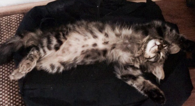 Коты и Кошки