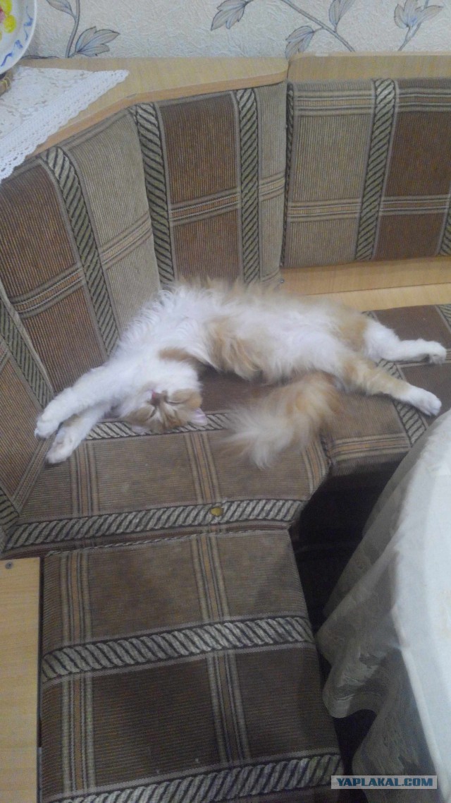 Котовторник 18.04.2017