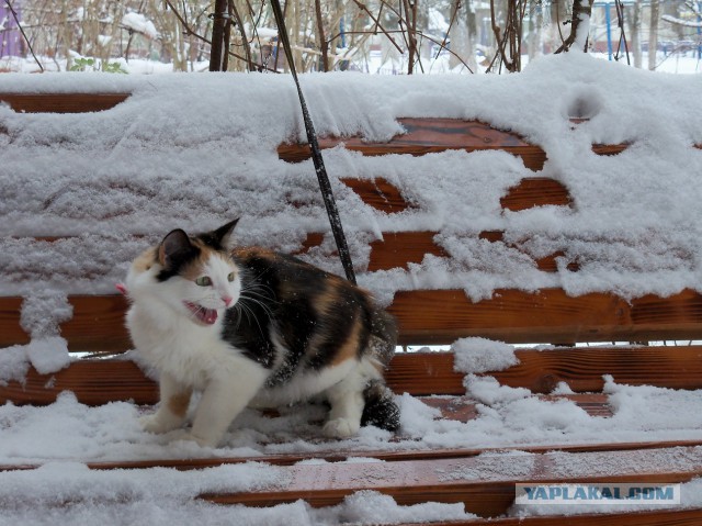 Самые артистичные кошки, достойные Оскара