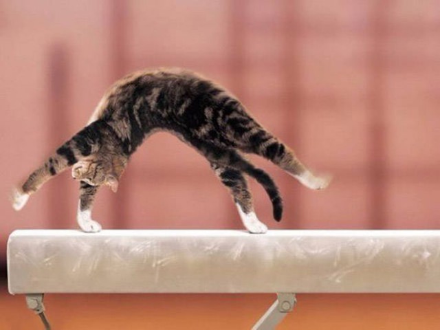 Коты и Кошки