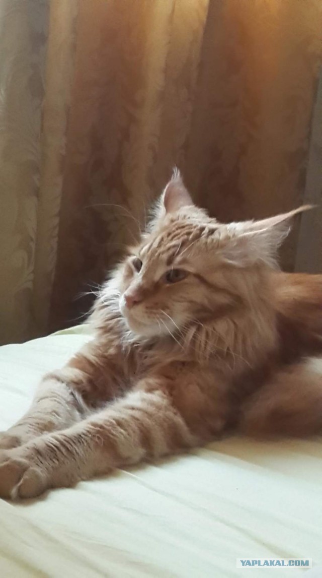 Котовторник 23/05/2017