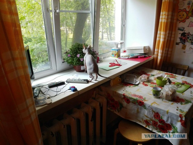 Котята моей кошки (коротенькое видео).