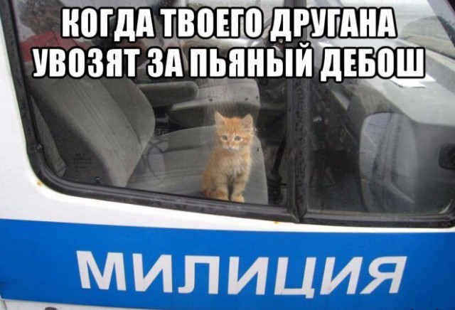 Скотсети и прочие интернеты