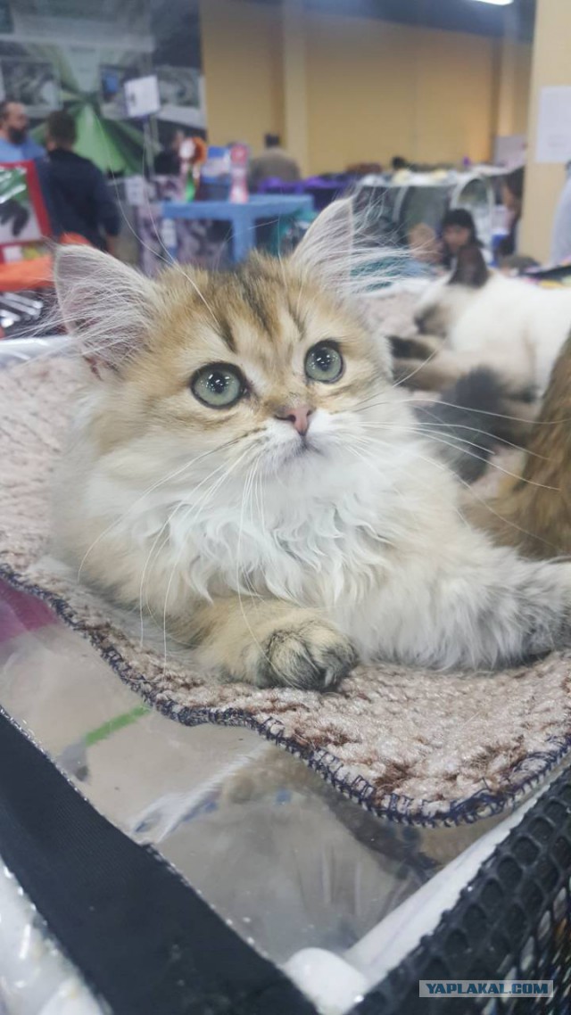 Котовторник  14.11.2017
