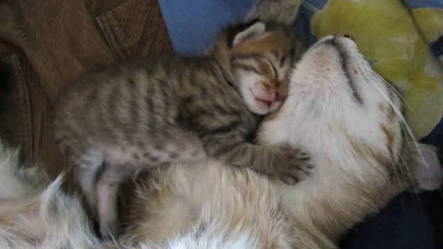 Коты и Кошки