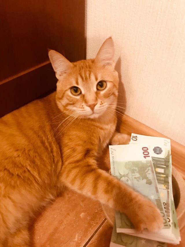 Прикольных котов пост