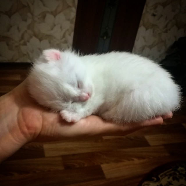 Фотобомбы котов