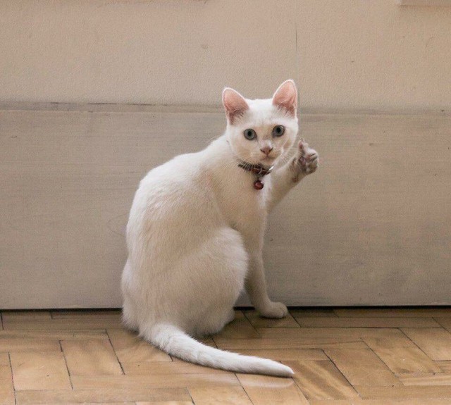 Кот без прикрас